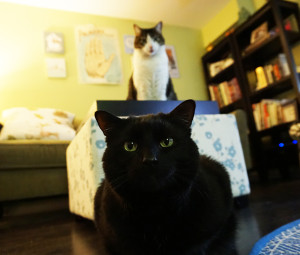 Cats via @bijouxandbits