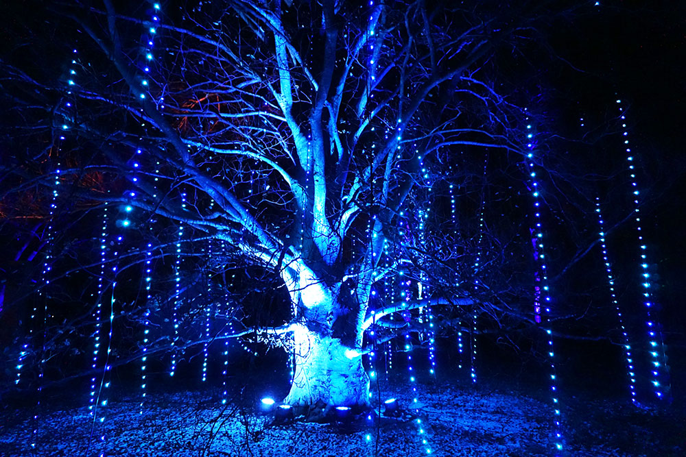 Touring enchanted forests: Illumination at The Morton Arboretum