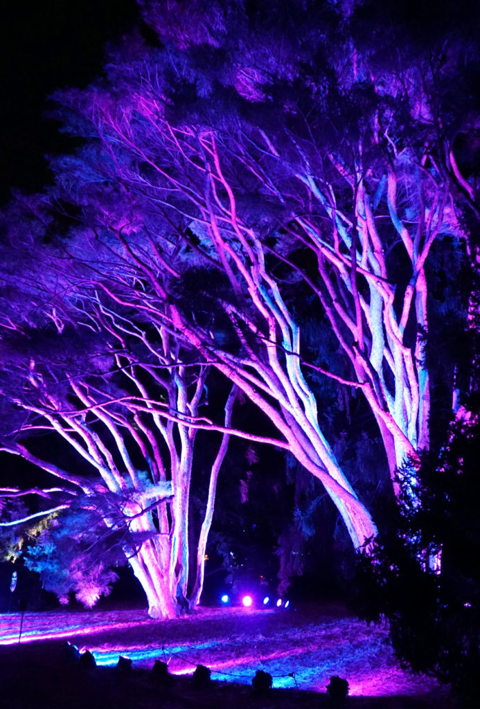 Touring enchanted forests: Illumination at The Morton Arboretum